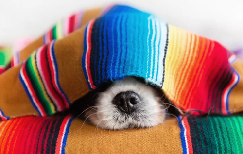 Не для зими: породи собак, які не люблять холод. ФОТО