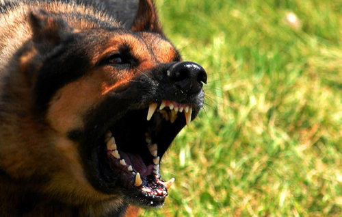 Вчені назвали основні причини агресивності домашніх собак