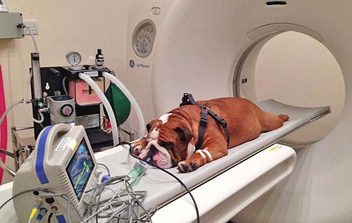 Вчені назвали породи собак, які раніше за інших захворюють на рак