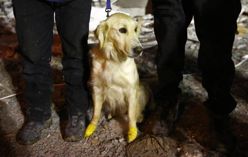 У Туреччині пес з пораненими лапами допоміг врятувати з-під завалів п’ятьох людей. ФОТО