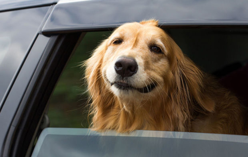 В одному зі штатів США собакам заборонять висуватися з вікон автомобілів
