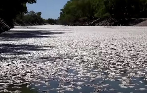 В Австралії тонни мертвої риби викинуло на берег. ВІДЕО