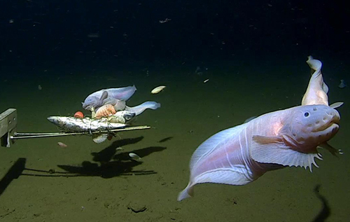 Вчені знайшли рибу, яка мешкає на рекордній глибині 8,3 тисячі метрів. ВІДЕО