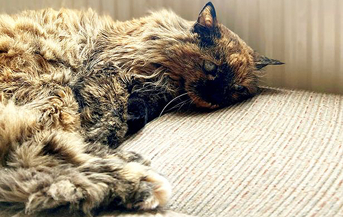 Знайдено найстарішу кішку у світі