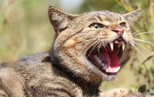 У Новій Зеландії дитячі змагання з полювання на кішок скасували через хвилю обурення
