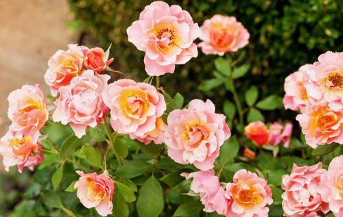 Як добитися від троянд пишного цвітіння: садівник дав пораду