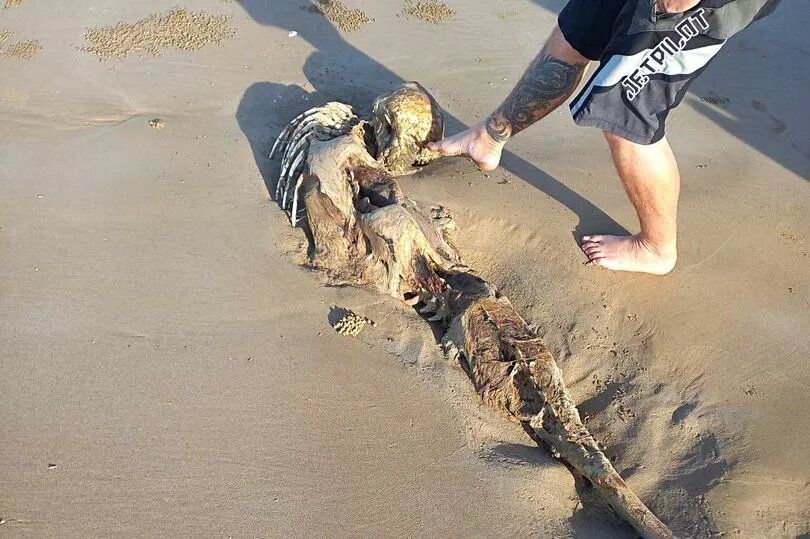 Схоже на русалку: на пляжі виявили рештки загадкової істоти