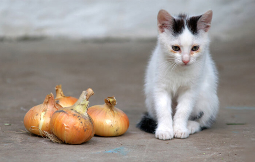 Ветеринари перерахували токсичні для кішок рослини, продукти та ліки