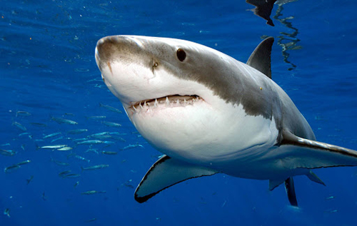 Узбережжя Лонг-Айленда атакують акули: хижаки створюють аномальні "зграї"