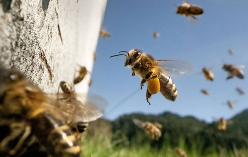 Американка вижила після 700 укусів бджіл. ВІДЕО