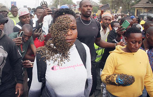 У Кенії знахар наслав бджіл на злодійок і змусив їх здатися поліції. ВІДЕО