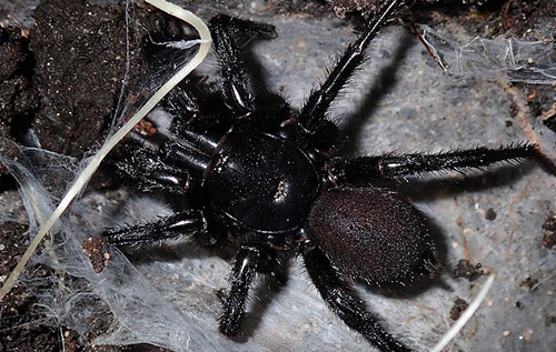 Жителів Австралії попередили про нашестя смертельно небезпечних павуків