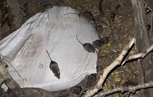 "Вони нас скоро з'їдять": військові показали нашестя мишей в окопах. ВІДЕО