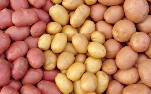 Картопля різного кольору, жовта, біла, червона – яка смачніша, яка краще зберігається