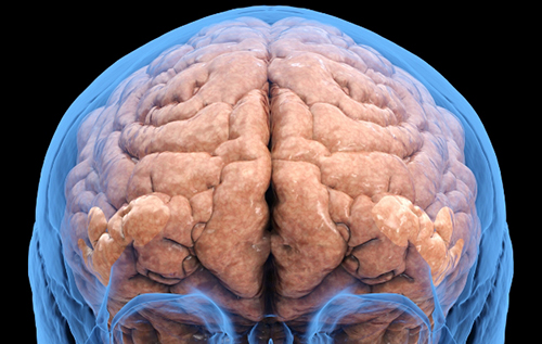 Вчені дізналися, скільки часу потрібно мозку, щоб відновитися після алкоголізму