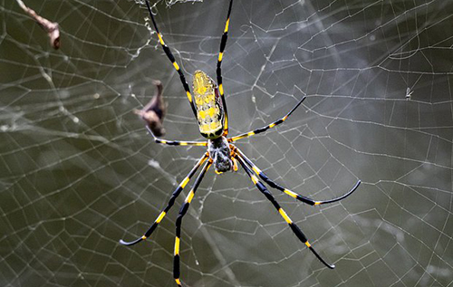 Павуки розміром із долоню захопили схід США