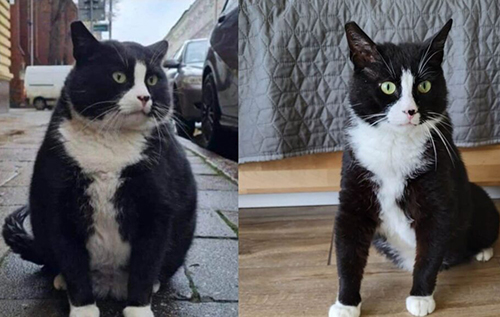 Товстий кіт із Польщі, який прославився на весь світ, схуд і зник з карт