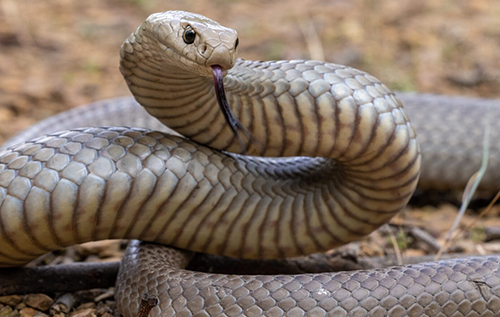 В Австралії хлопчик знайшов отруйну змію серед подарунків під ялинкою. ВІДЕО