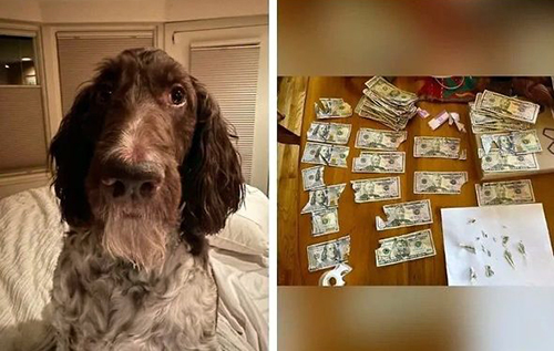 У США собака з'їв 4000 доларів, але господарі змогли відновити майже всю суму