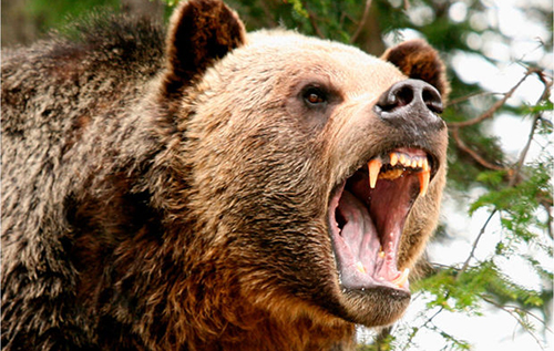 У Швеції чоловік уже пів року харчується м'ясом ведмедиці, яка відкусила йому половину носа