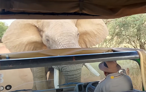 Дикий слон напав на автобус із туристами під час сафарі у ПАР. ВІДЕО