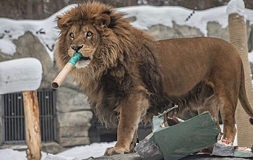 В российском зоопарке в честь Дня защитника отечества льва покормили танком. ФОТО