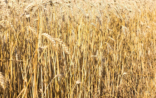 Майже 20 млн тонн: у Росії запроваджують режим НС через масову втрату зерна