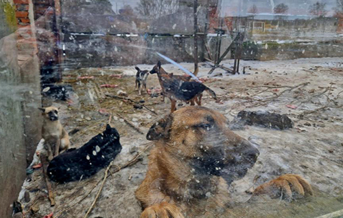 “Місце смерті”: в притулку на Київщині тварини помирали в жахливих умовах. ВІДЕО