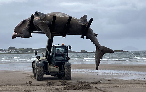 Семиметровий монстр: "морську істоту", яку викинуло на пляж, довелось підіймати трактором. ФОТО