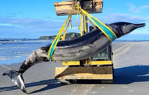 Найрідкісніший кит на планеті викинувся на берег: його ніколи не бачили живим