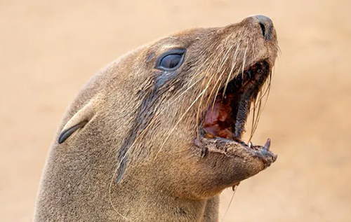 Апокаліпсис тут: в Південній Африці скажені тюлені масово атакують людей