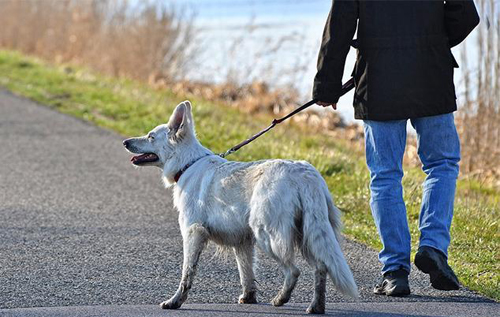 В Украине уже предлагают в аренду домашних животных для прогулок во время карантина. ФОТО