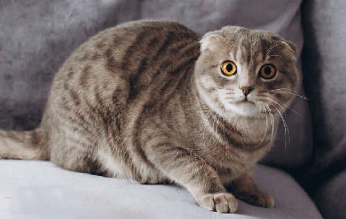 Чому кішка нервує: п'ять причин, які потрібно усунути