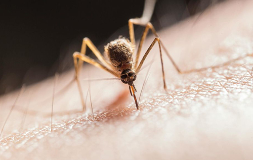 Європою шириться лихоманка денге: чи є загроза для України