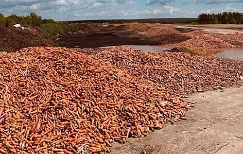 Некуда девать: под Киевом обанкротившийся фермер выбросил на свалку тонны моркови. ВИДЕО