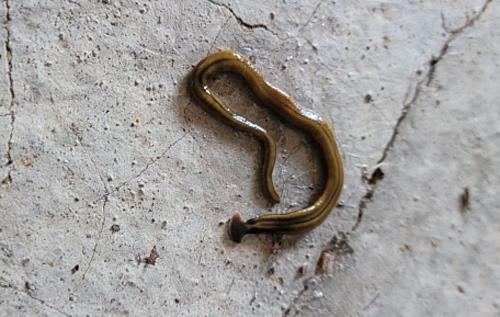 Подібні на змій отруйні черв'яки-молоти заполонили Техас