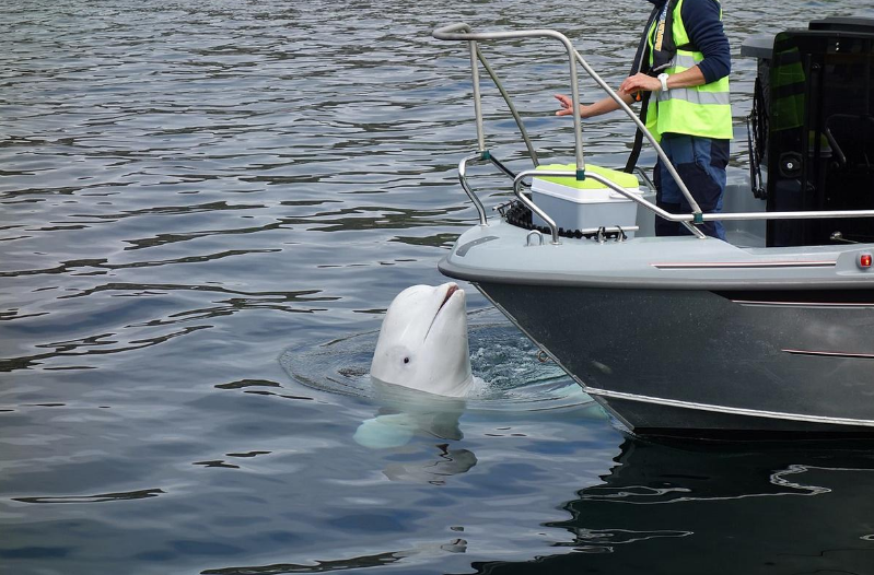 Біля берегів Швеції з'явився знаменитий кит-шпигун з Росії