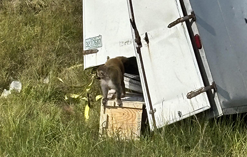 У США після ДТП втекли лабораторні мавпи: тварини нібито заражені COVID та гепатитом С У США після ДТП втекли лабораторні мавпи: тварини нібито заражені COVID та гепатитом С