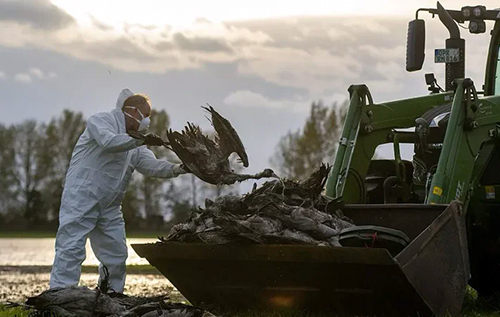 Пташиний грип у Німеччині: вірусолог попереджає, що H5N1 має всі характеристики для початку нової пандемії