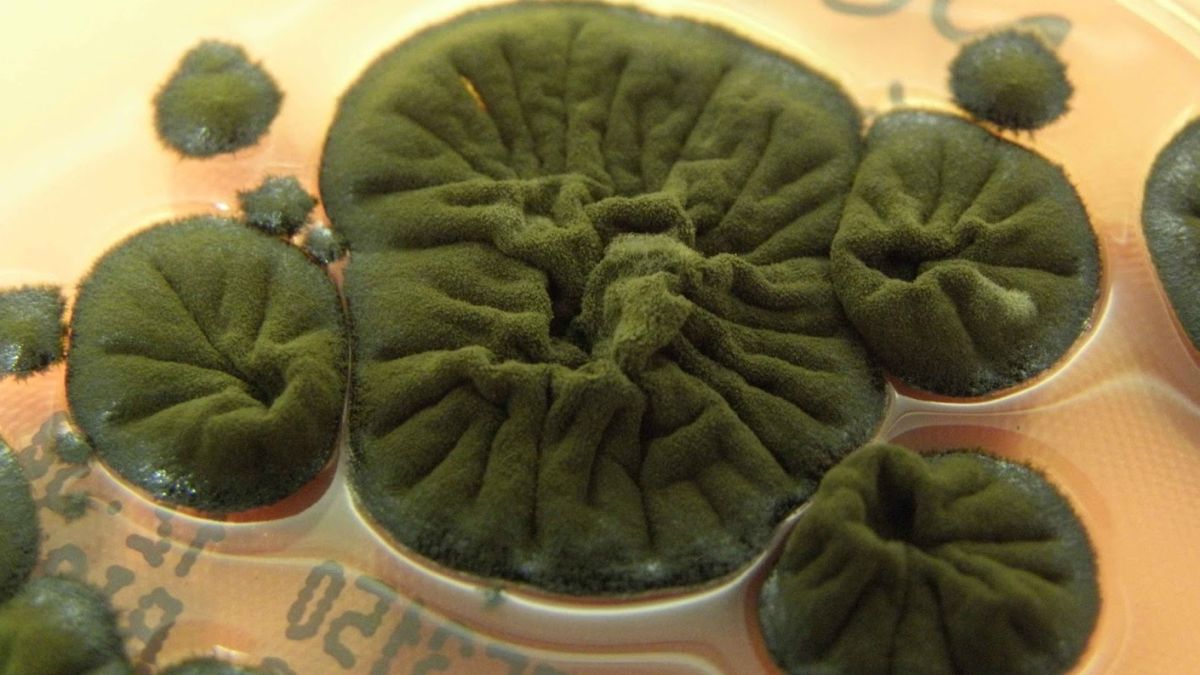 Росте завдяки радіації: грибок із ЧАЕС поставив під сумнів розуміння біології