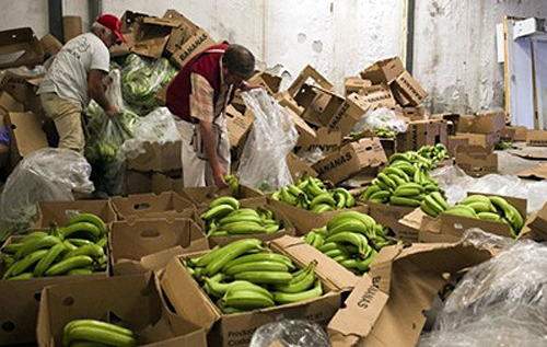 Полиция Нидерландов в порту Роттердама изъяла крупную партию кокаина в бананах