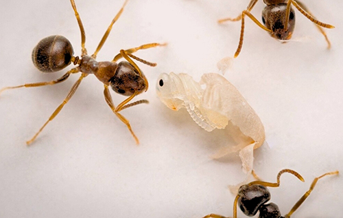 Молоді мурахи "благають" про смерть, коли хворіють, – вчені