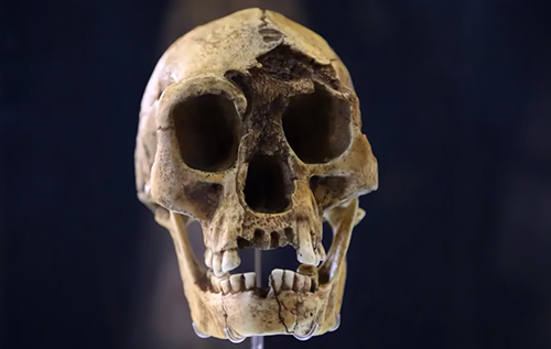 Учені розповіли, чому вимерли "гобіти" Учені розповіли, чому вимерли "гобіти"