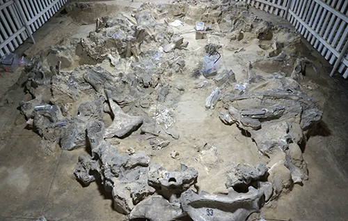 Стародавні жителі України будували житло з кісток мамонта: коли це було