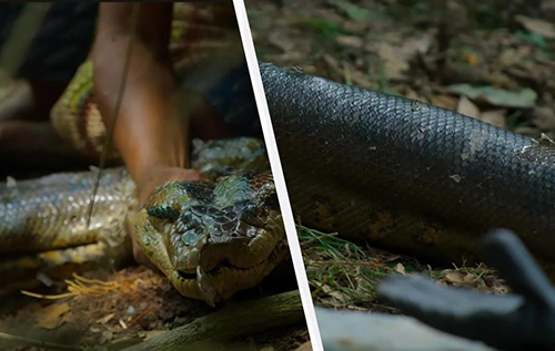 Вчені виявили в Амазонії новий вид гігантських анаконд