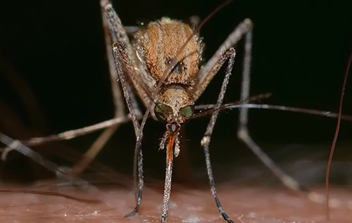 Вчені стверджують, що комарі стали частіше нападати на людей. І в цьому винні ми самі