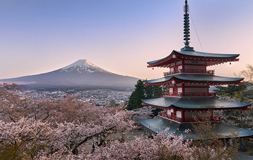 У Японії вперше за десять років скасували фестиваль сакури біля гори Фудзі