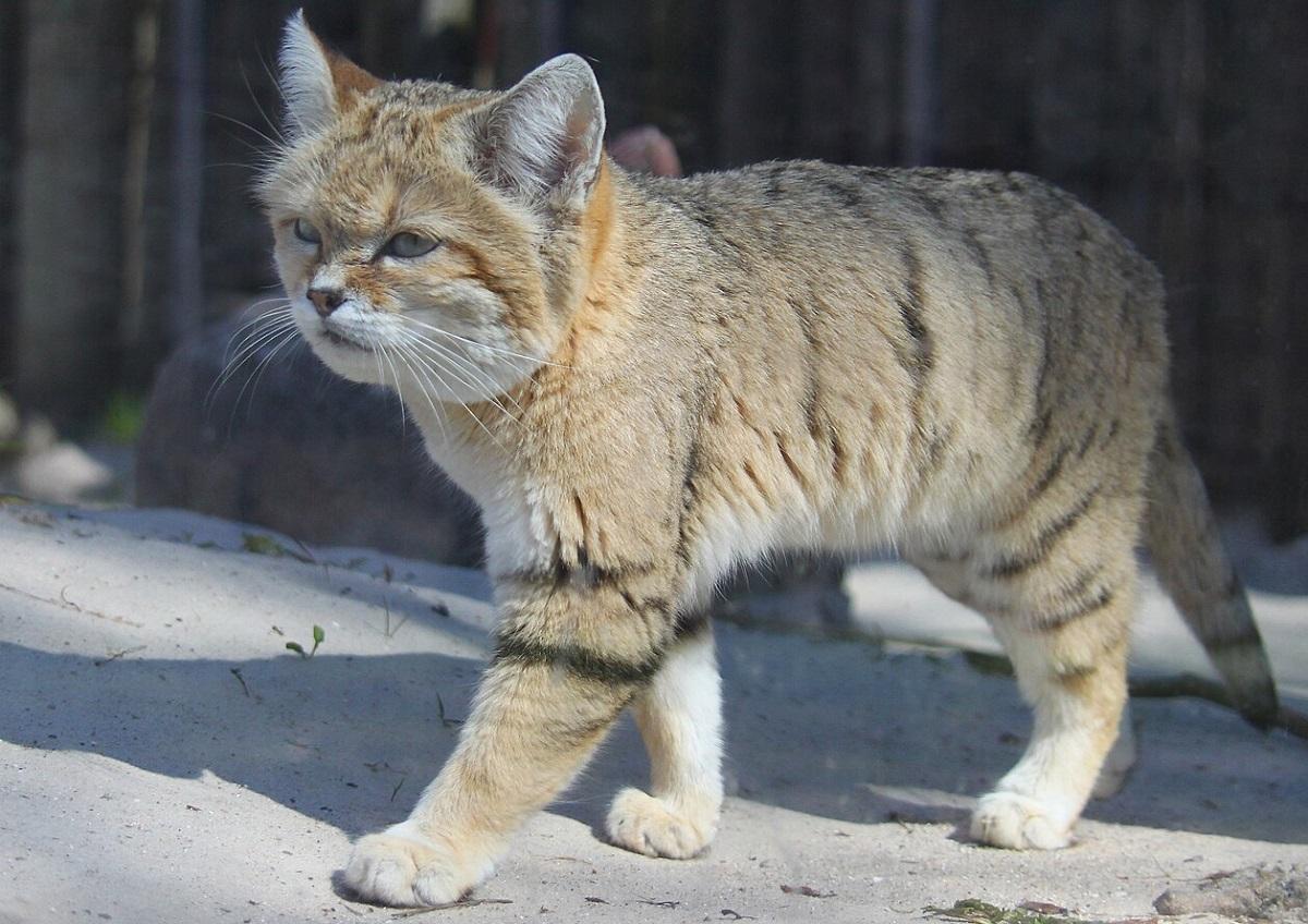 Гавкає, як собака, і живе тільки в пустелі: вчені назвали найзагадковішу кішку
