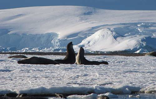 Вчені попереджають: Антарктида може зникнути