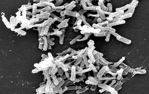 Науковці навчили бактерії «пожирати» пухлини зсередини